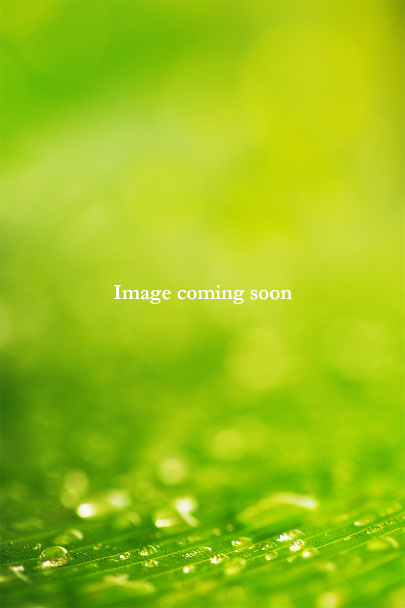 Lady'S Mantle, Dwarf