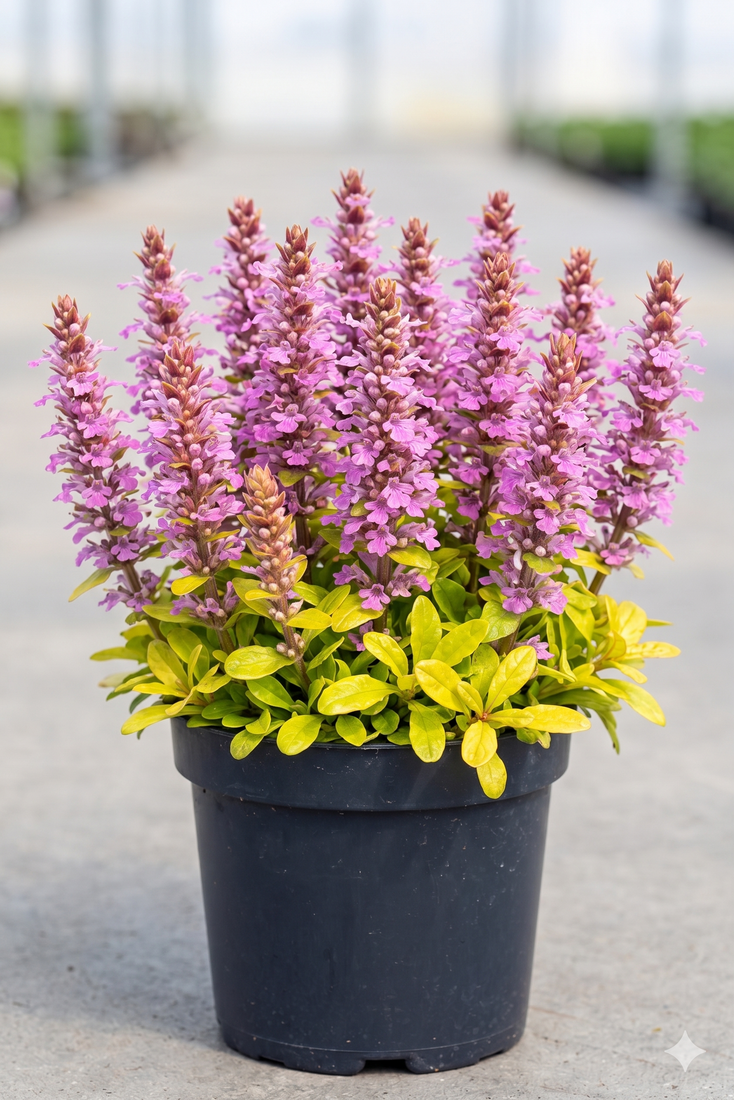 Ajuga, Raspberry Wren