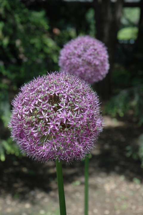 BULB, ALLIUM GLOBEMASTER