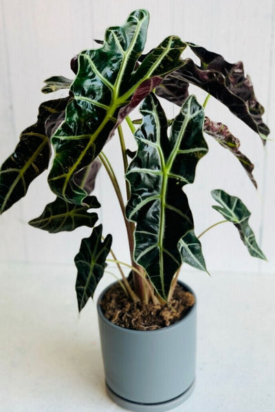 Alocasia, Amazonica 12Cm