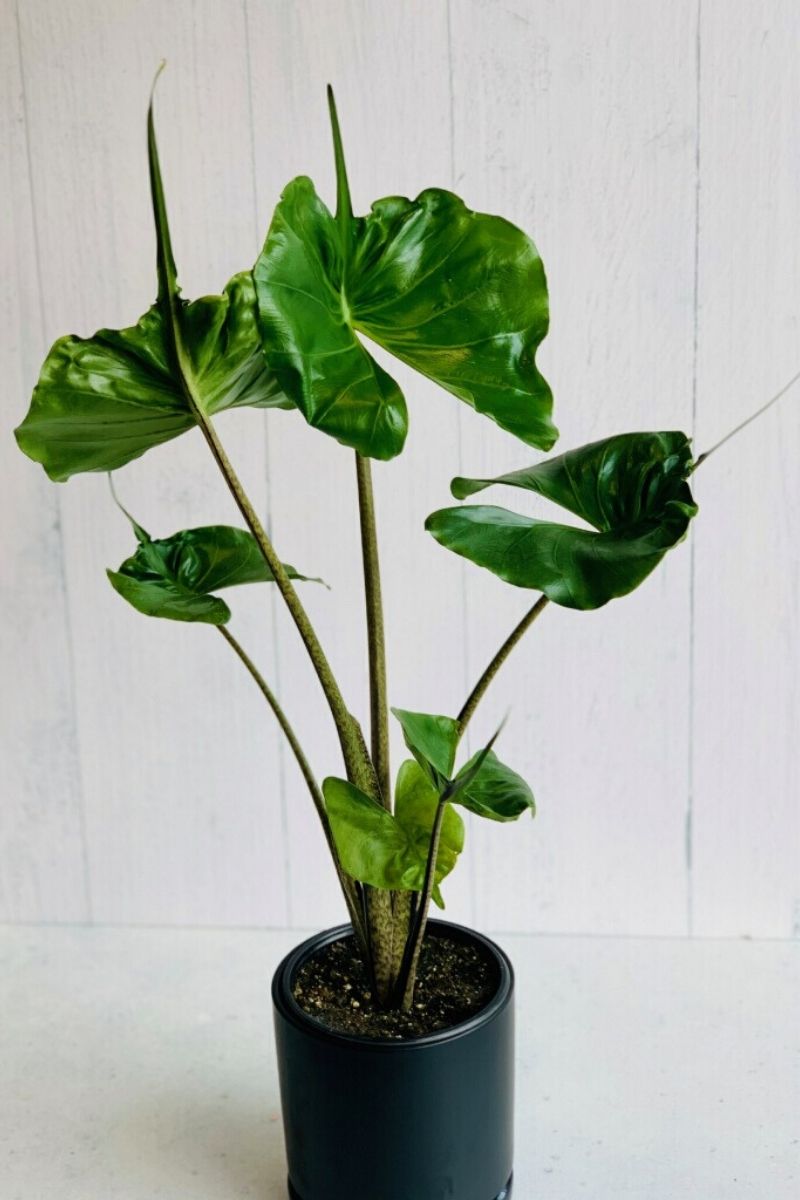 Alocasia, Stingray 4"