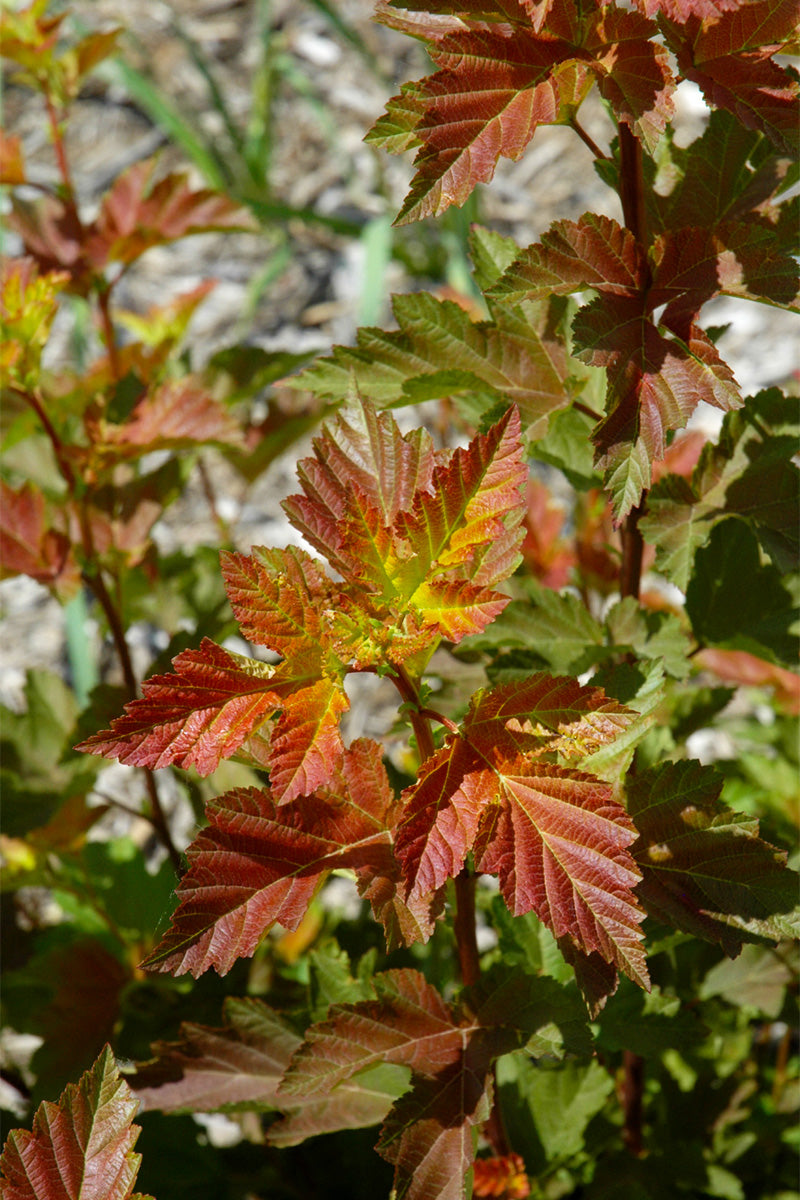 Ninebark, Amber Jubilee
