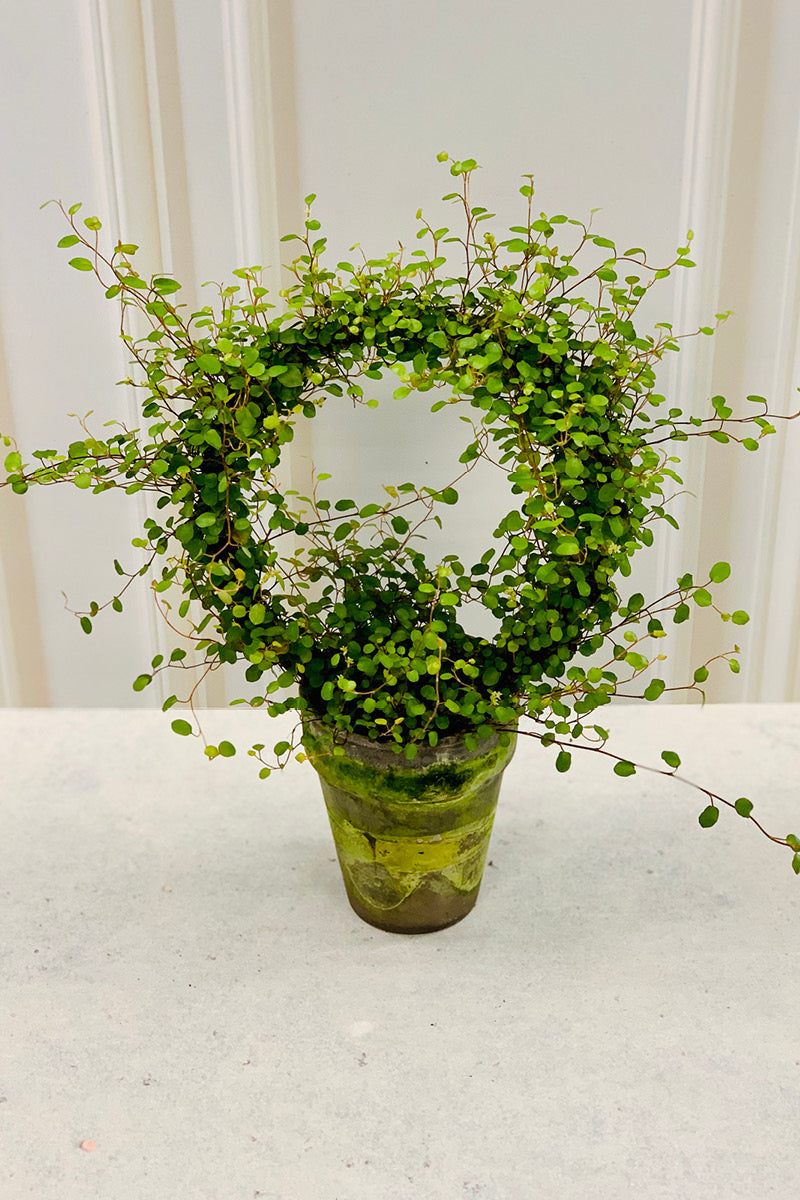 Angel Vine Ring, 4" Grey Clay Pot