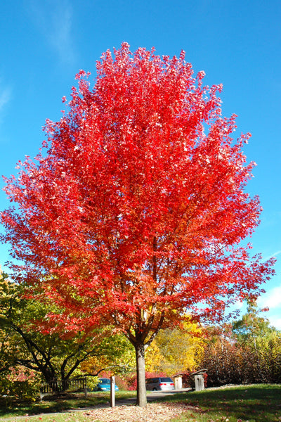 Maple, Autumn Blaze