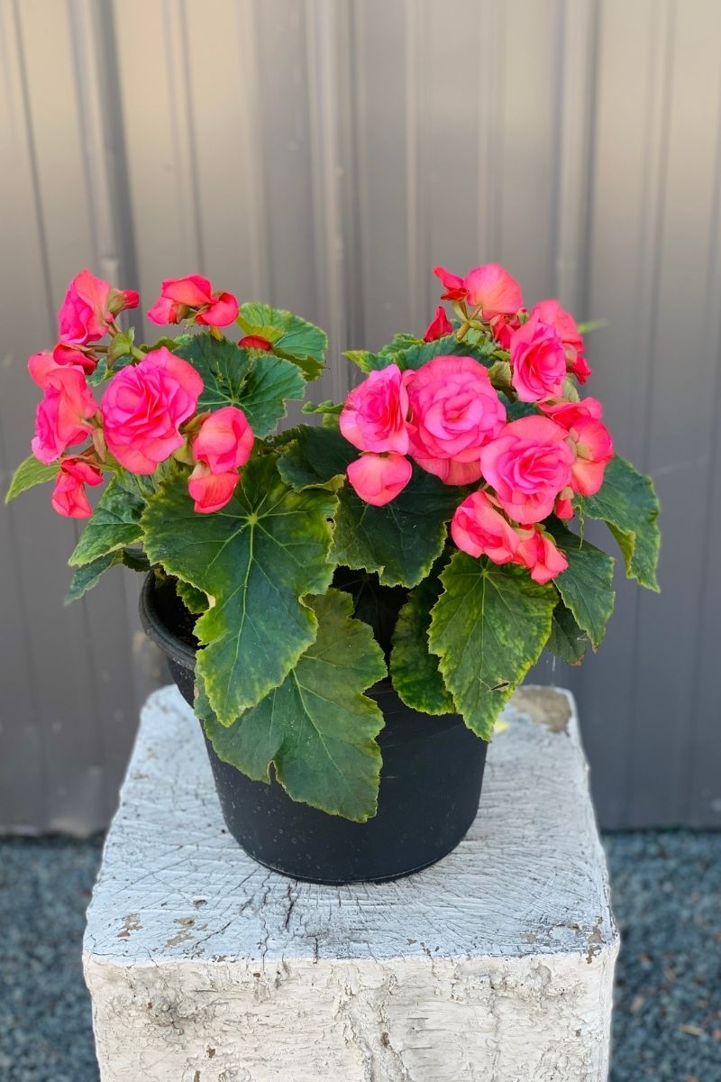 Begonia, Reiger Pink