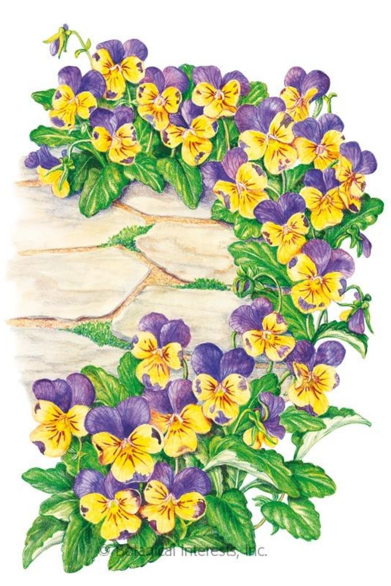 Botanical Interests Johnny -Jump-Up Viola Seeds