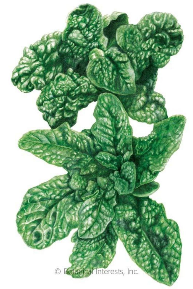 Botanival Interests Bloomsdale Spinach Organic Seeds