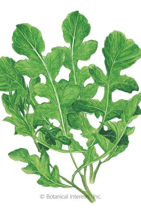 Botanical Interests Arugula/Rocket Organic Seeds