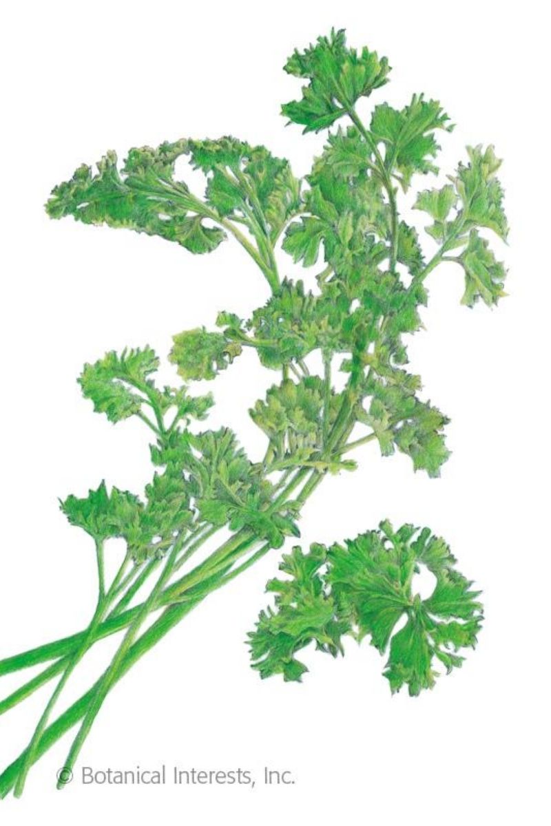 Botanical Interests Moss Curled Parsley Organic Seeds