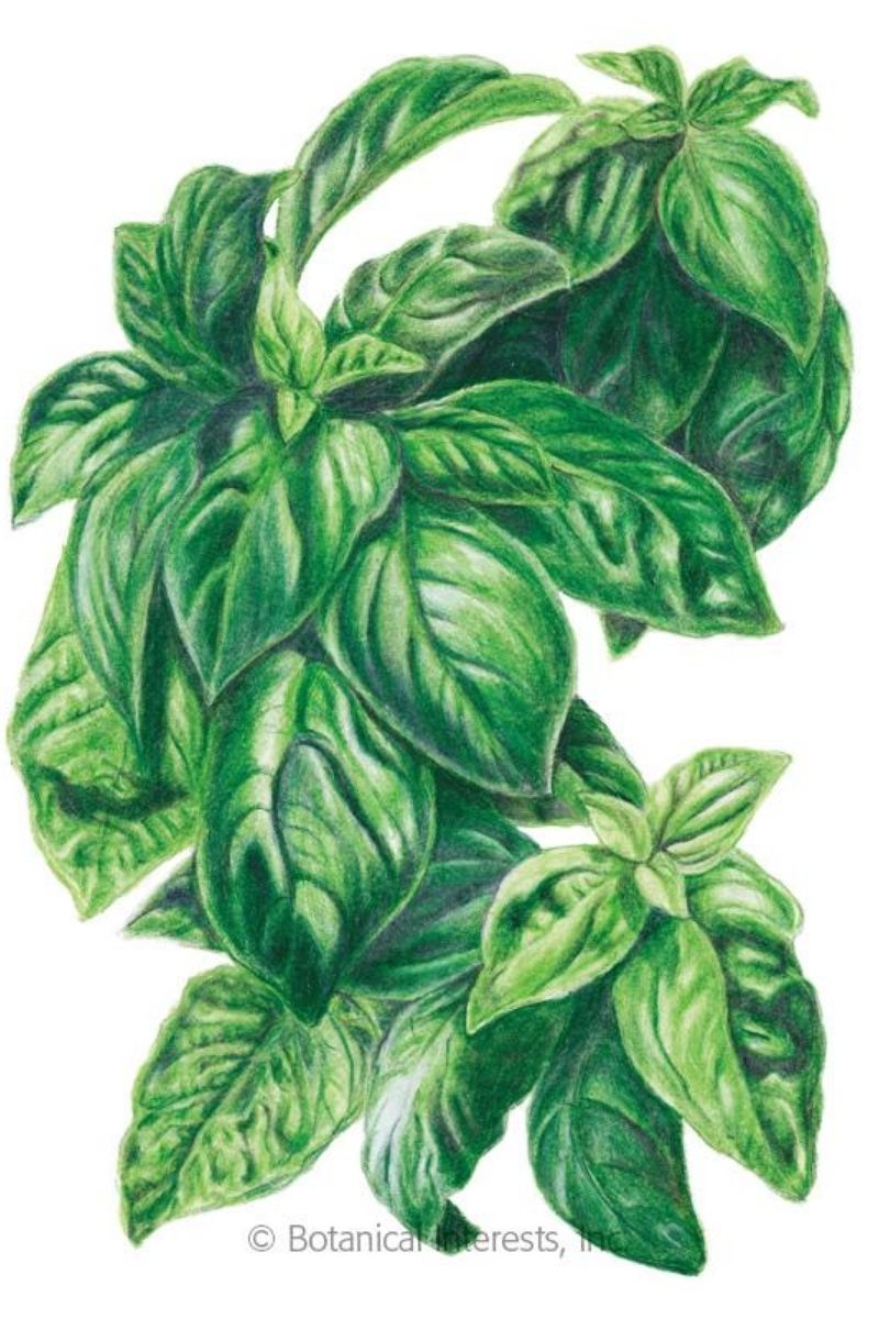 Botanical Interests Italian Genovese Basil Organic Seeds