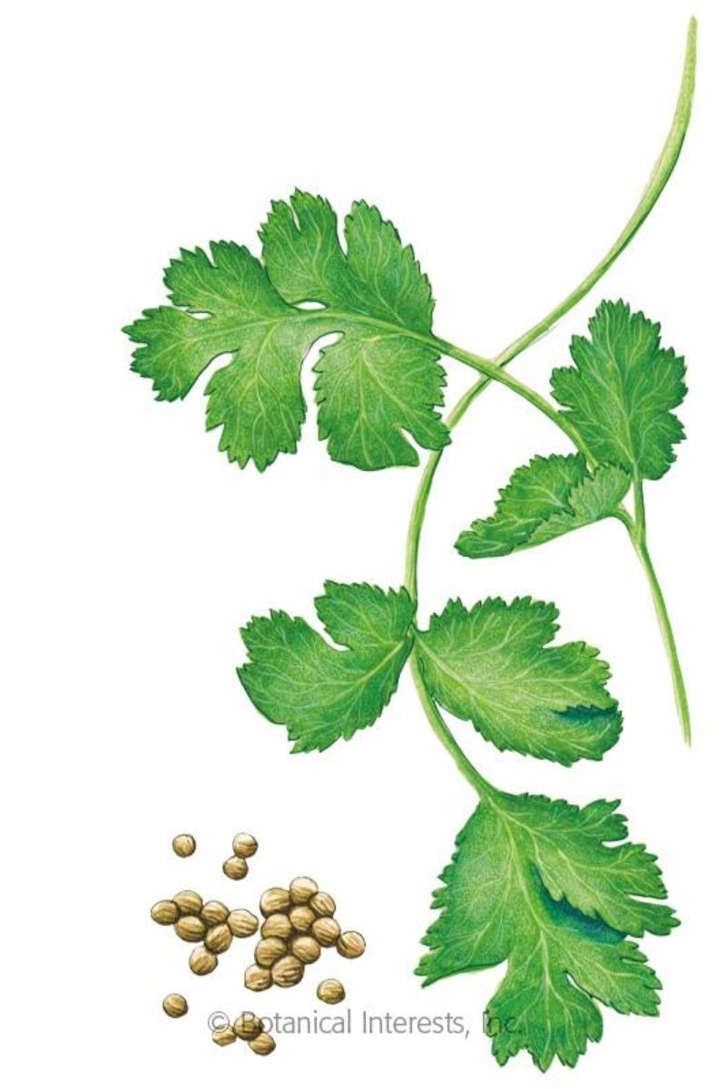 Botanical Interests Long Standing Santo Cilantro/Coriander Organic Seeds