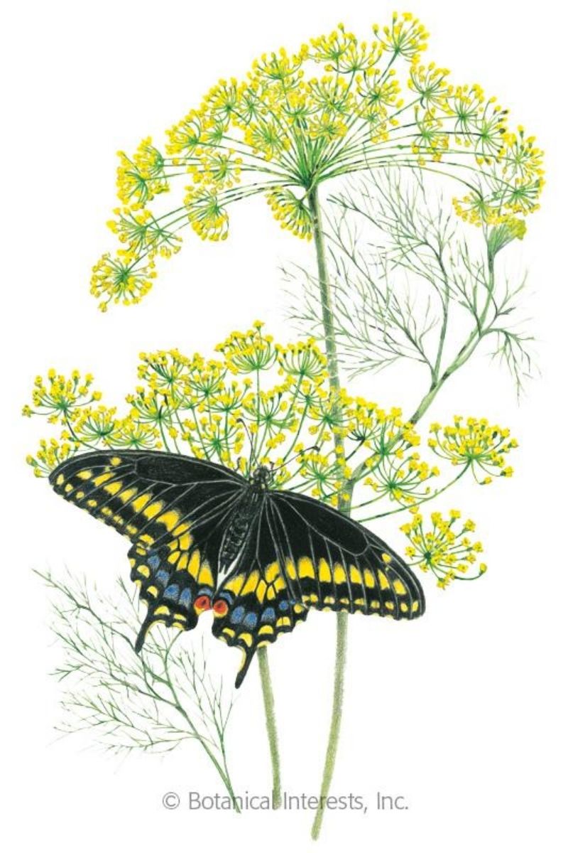 Botanical Interests Bouquet Dill Organic Seeds