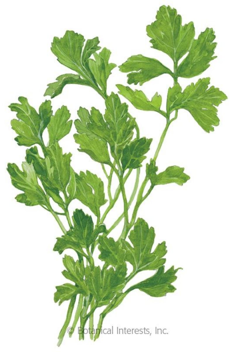 Botanical Interests Flat Leaf Parsley Organic Seeds