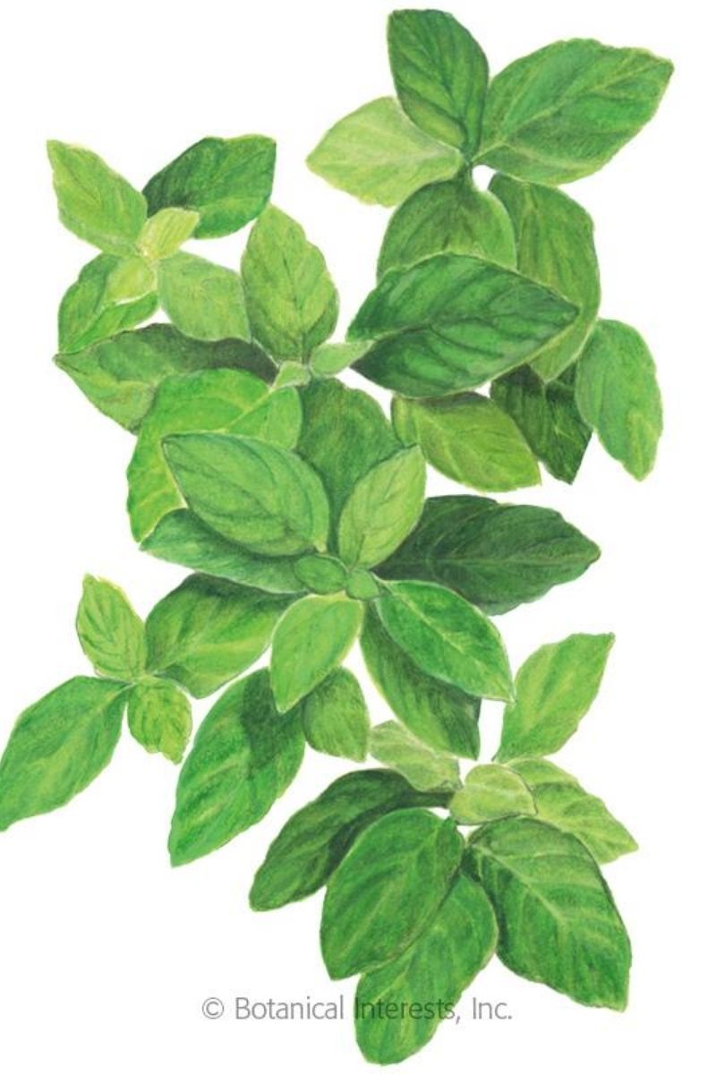 Botanical Interests Lemon Basil Organic Seeds