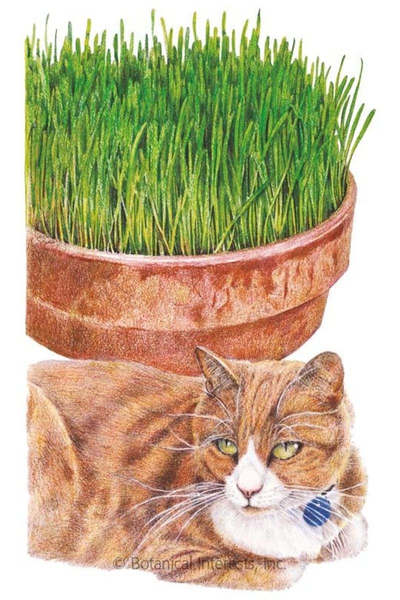 Botanical Interests Cat Grass Seeds