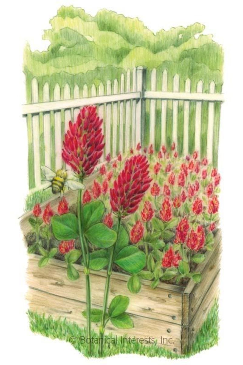 Botanical Interests Crimson Clover Cover Crop Seeds