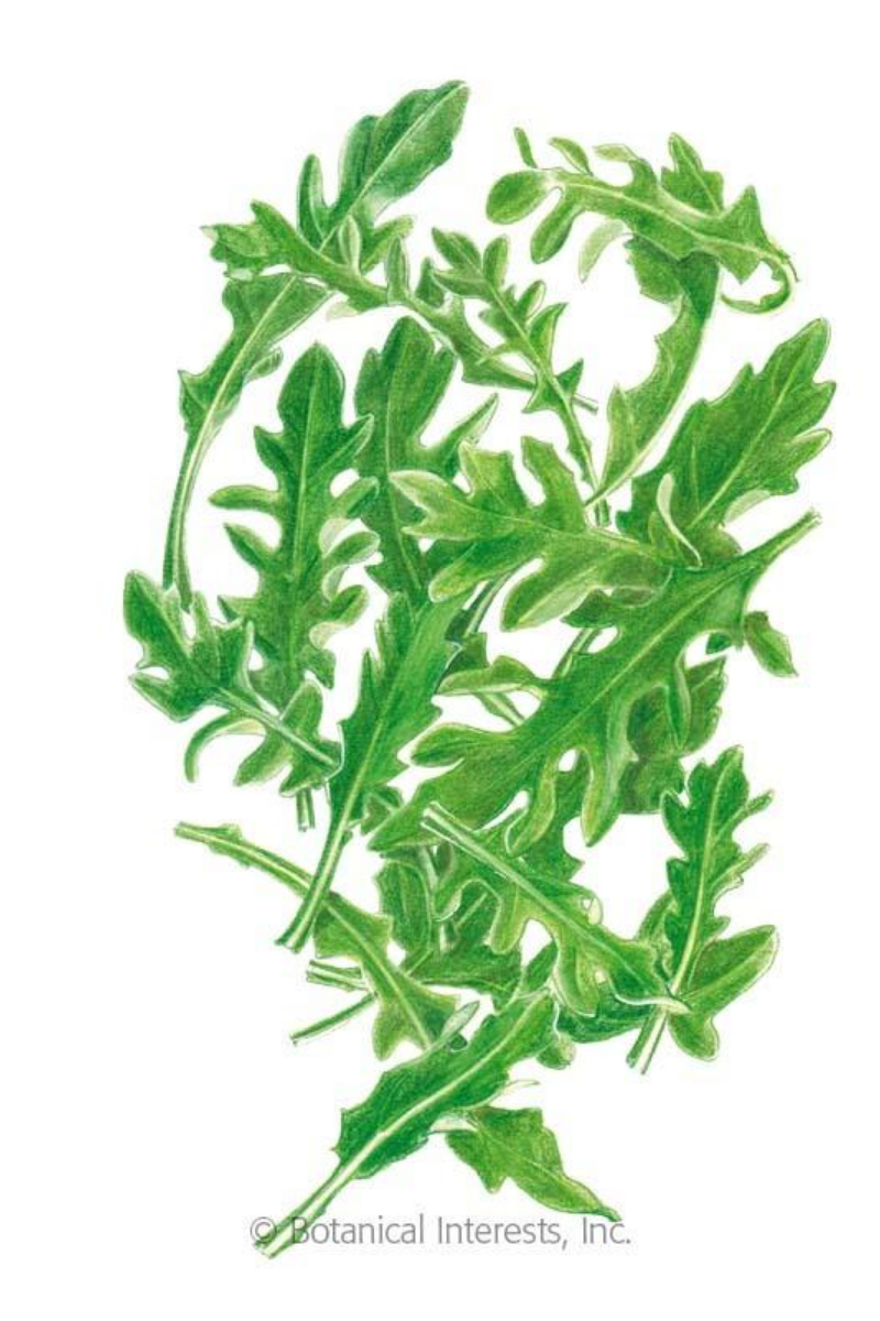 Botanical Interests Arugula Baby Greens Organic Seeds