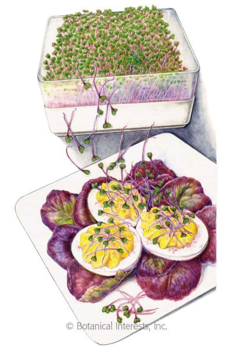 Botanical Interests Purple Kohlrabi Sprouts  Seeds