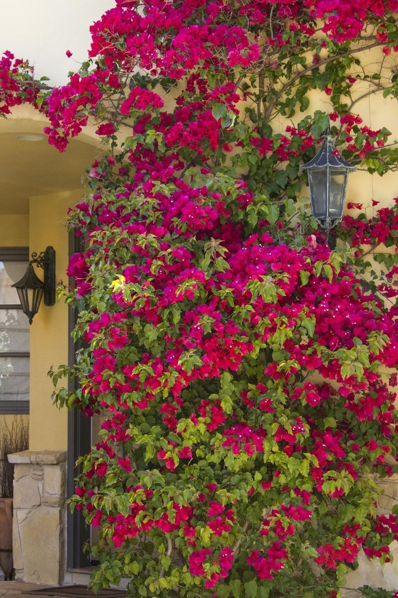Bougainvillea, Barbra Karst