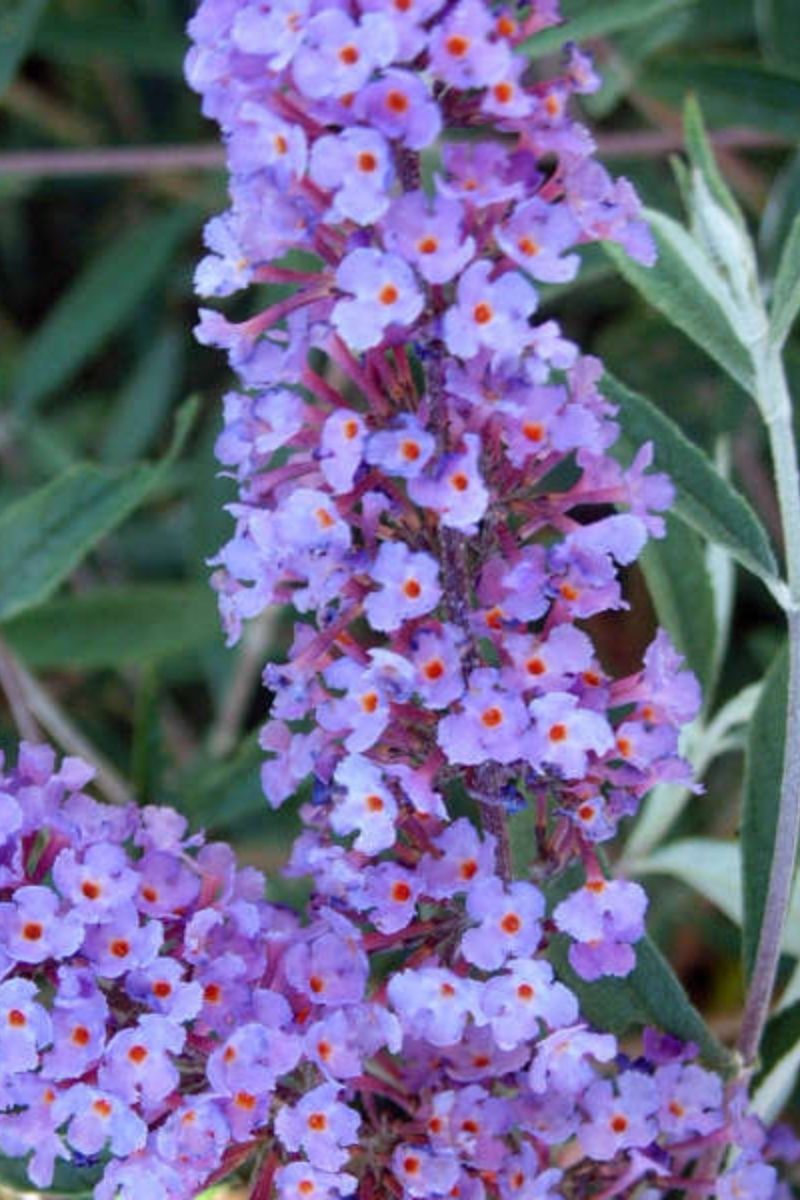 Butterfly-Bush, Nanho Blue
