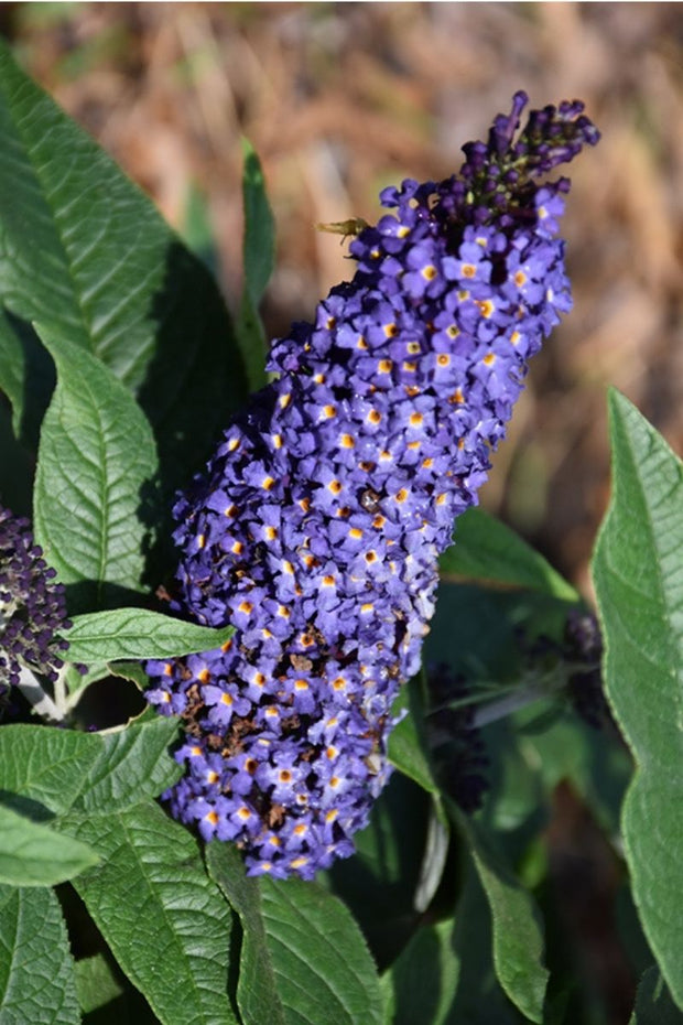 Butterfly-Bush, Pugster Blue