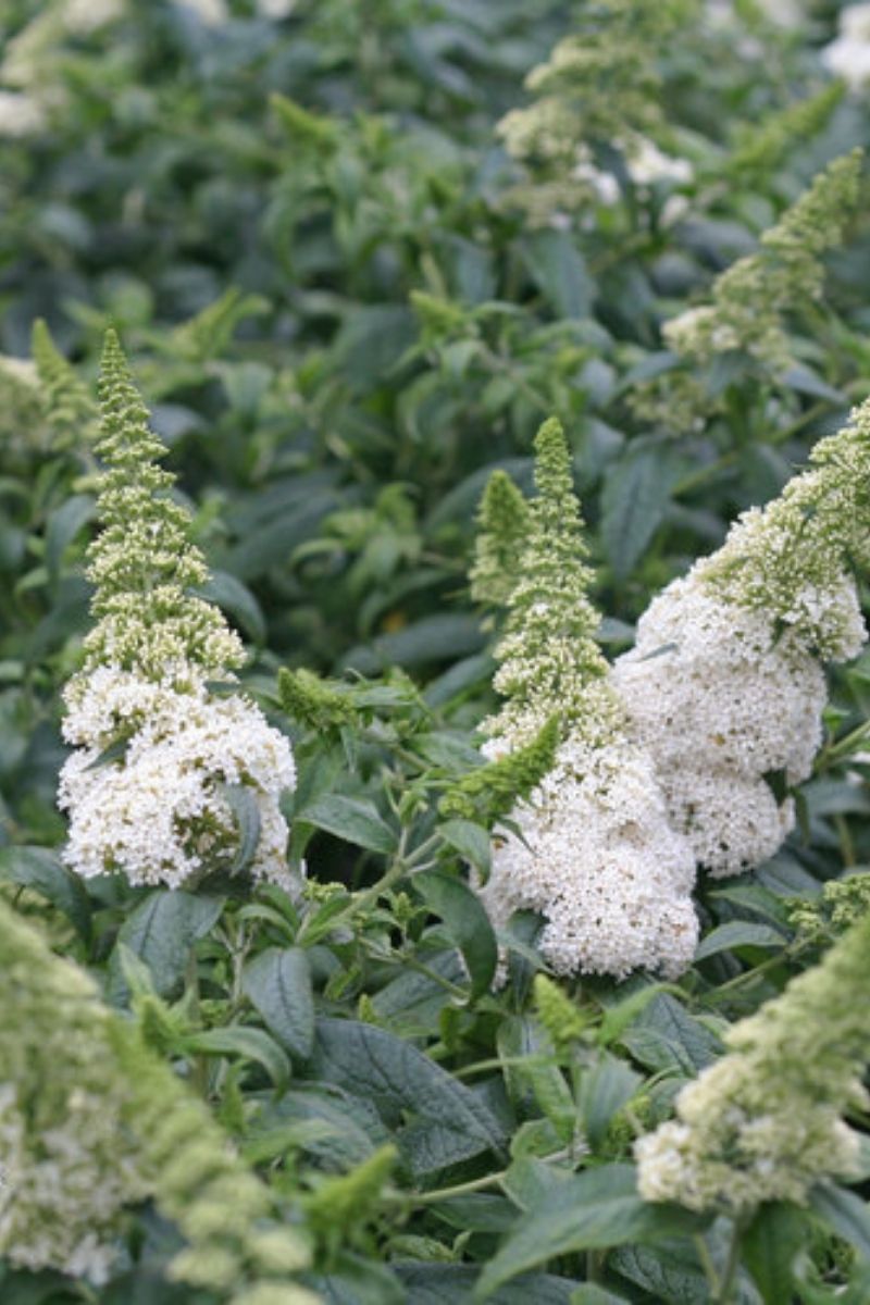 Butterfly-Bush, Pugster White