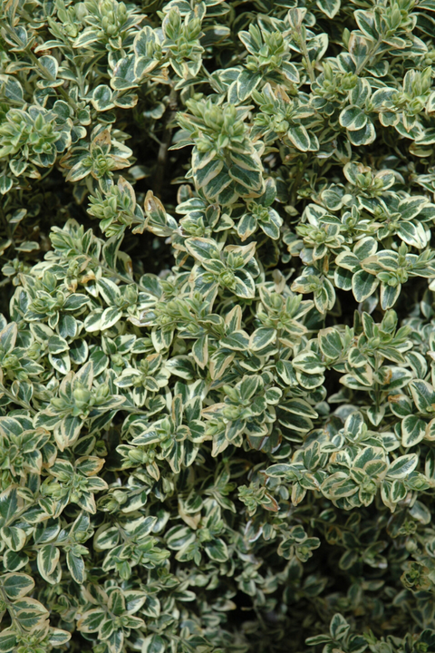 Boxwood, Variegata