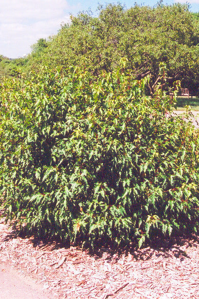 Maple, Amur Bailey Compact