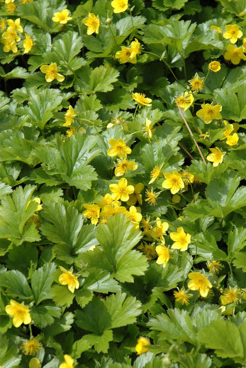 Barren Strawberry