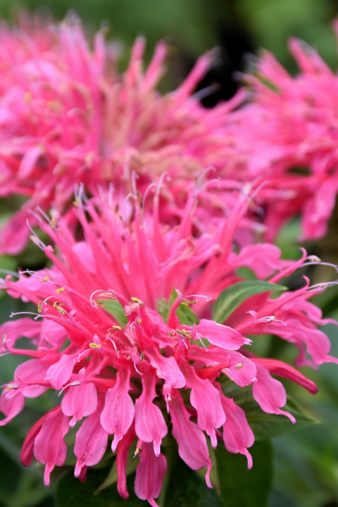 Bee Balm, Coral Reef