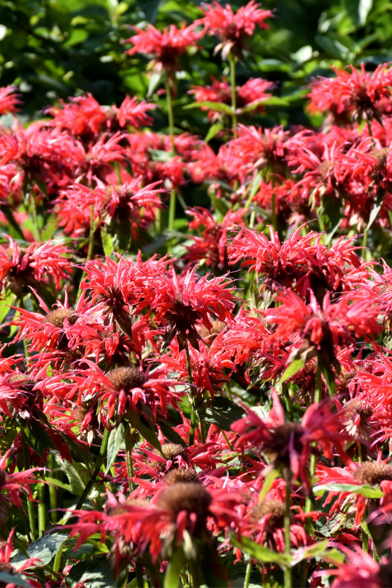 Bee Balm, Gardenview Scarlt