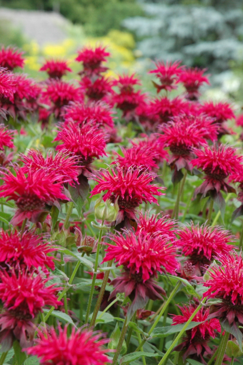 Bee Balm, Raspberry Wine