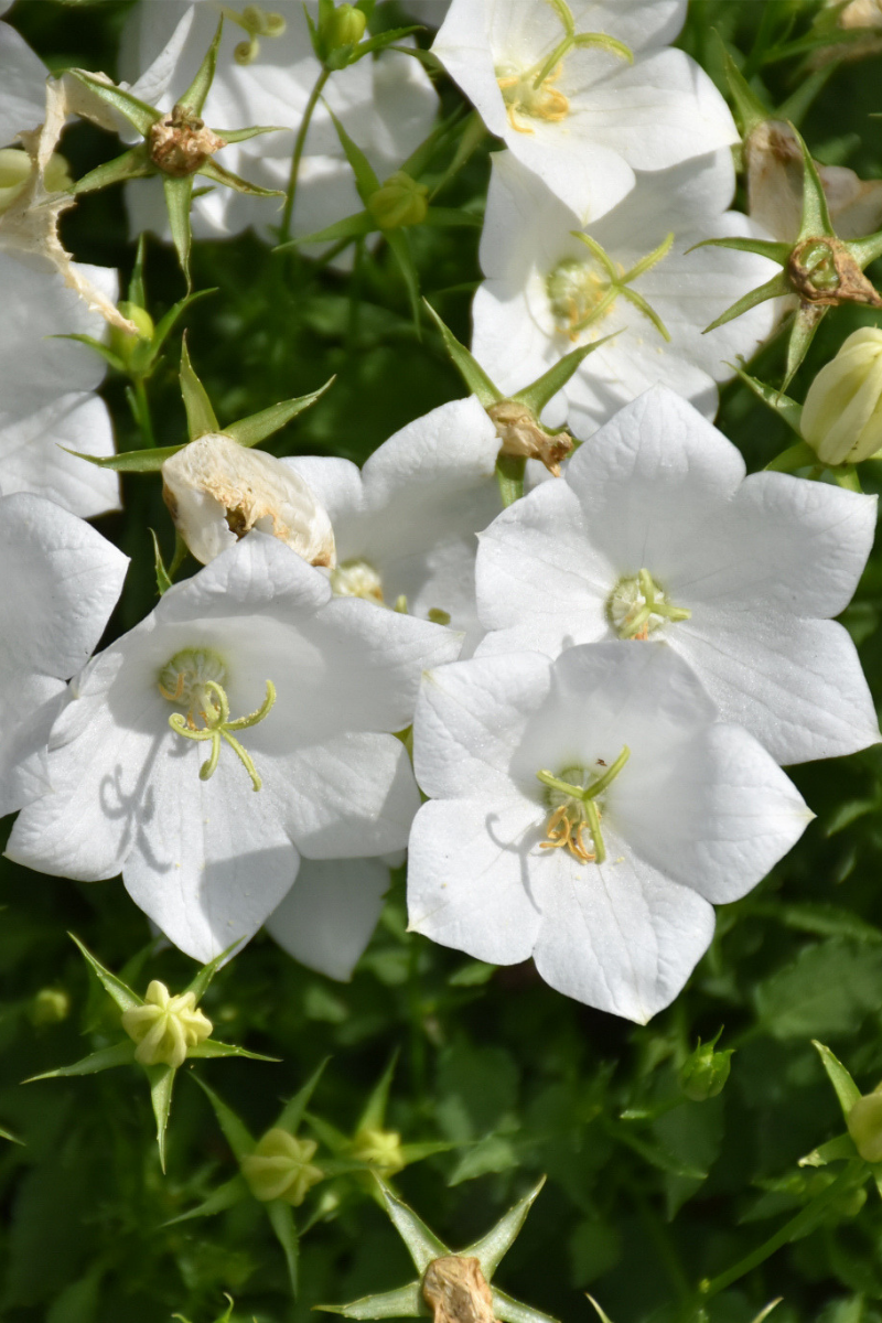 Bellflower, Pearl White