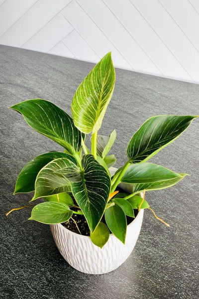 philodendron birkin feuille marron Philodendron, Birkin 6" – Chalet