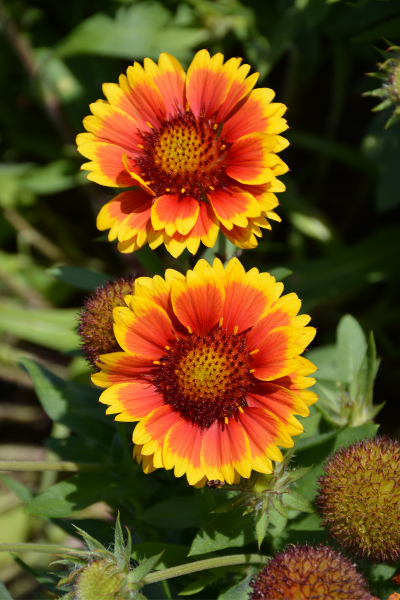 Blanket Flower, Arizona Sun