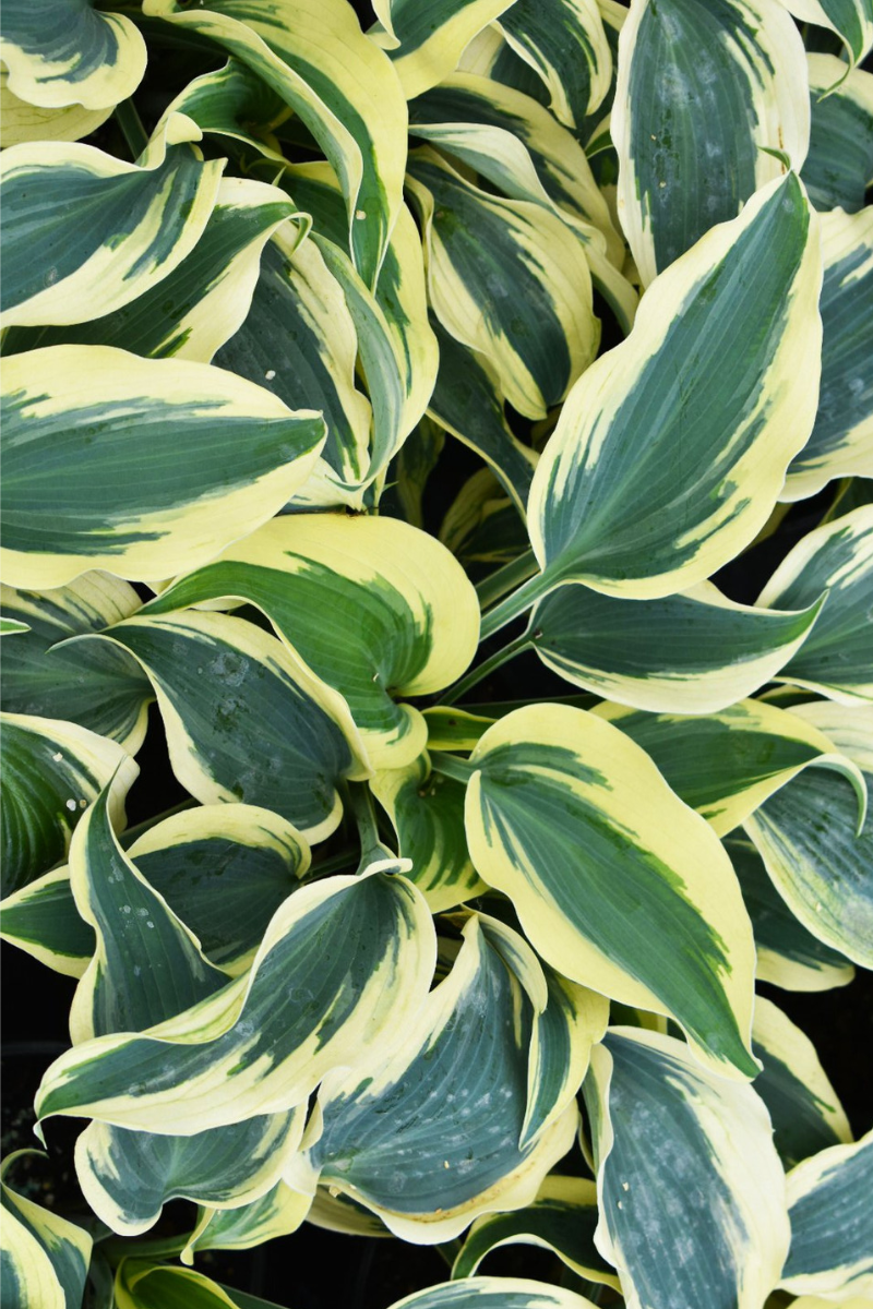 Hosta, Blue Ivory