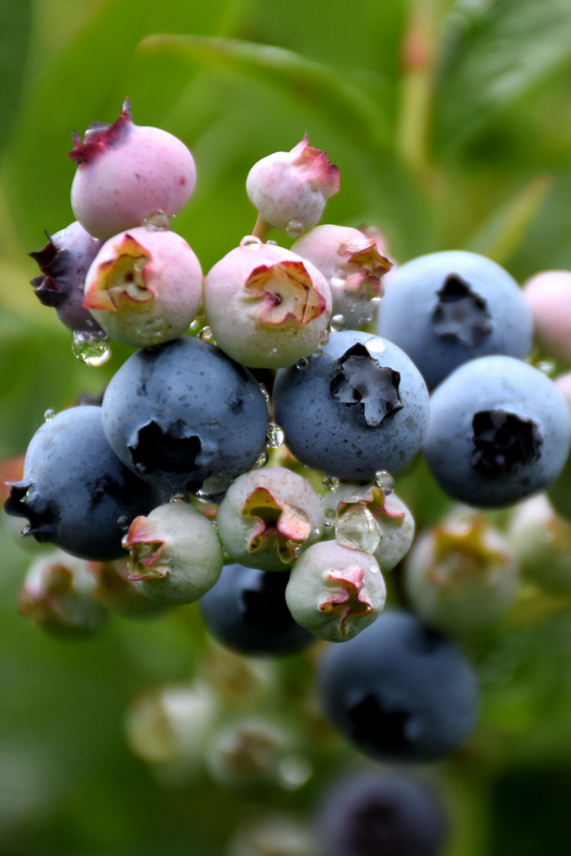 Fruit, Blueberry Top Hat