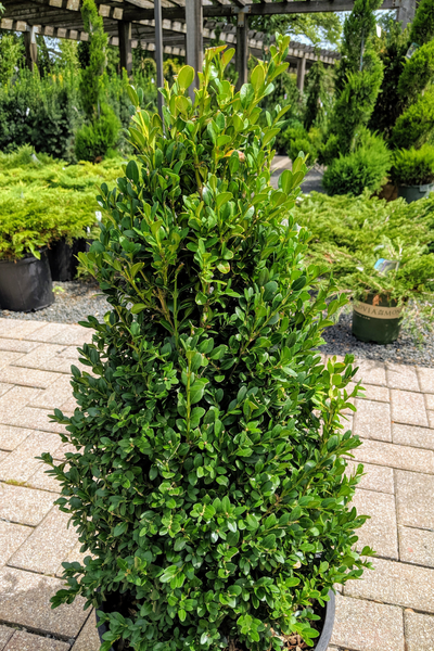 Boxwood, Green Mountain – Chalet