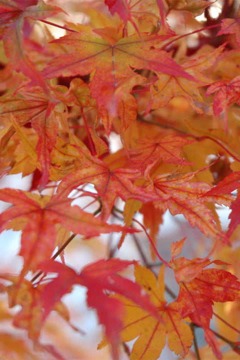 Maple, Japanese Butterfly Variegated