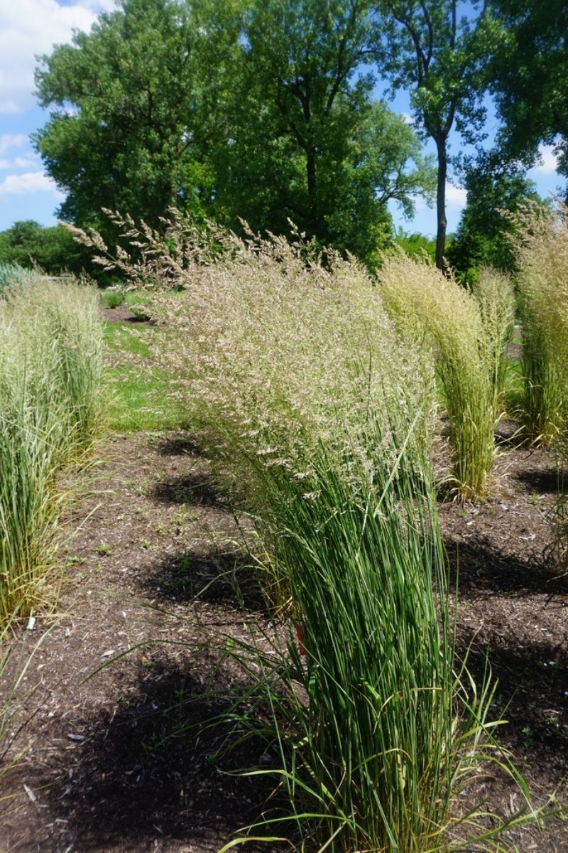 Grass Feathr Reed-Hello Sp