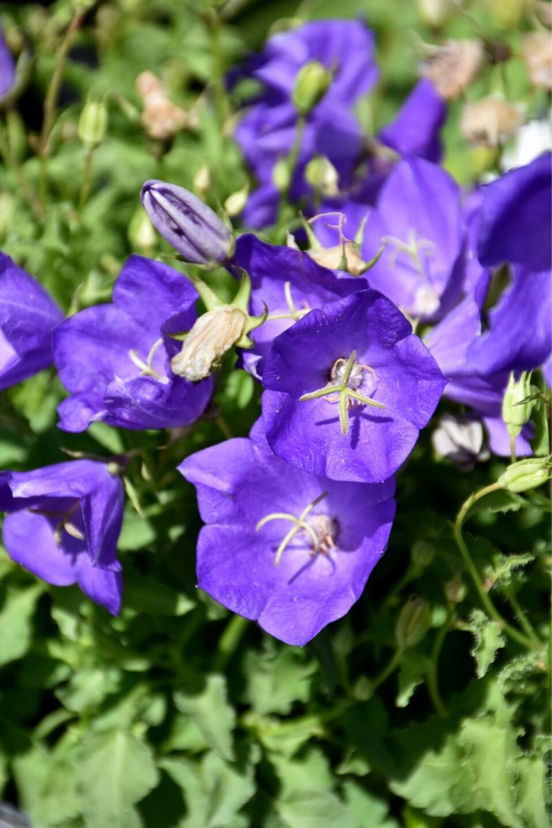 Bellflower, Pearl Deep Blue