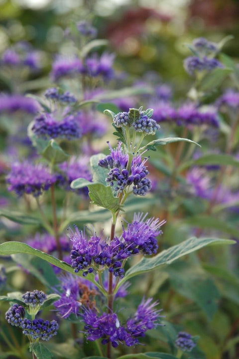 Caryopteris, Dark Knight