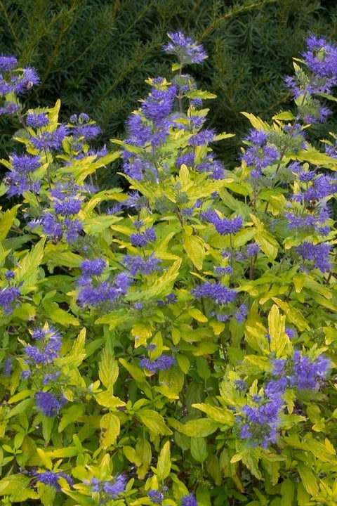 Caryopteris, Sunshine Blue