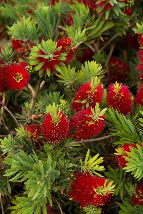 Callistemon 'Little John'