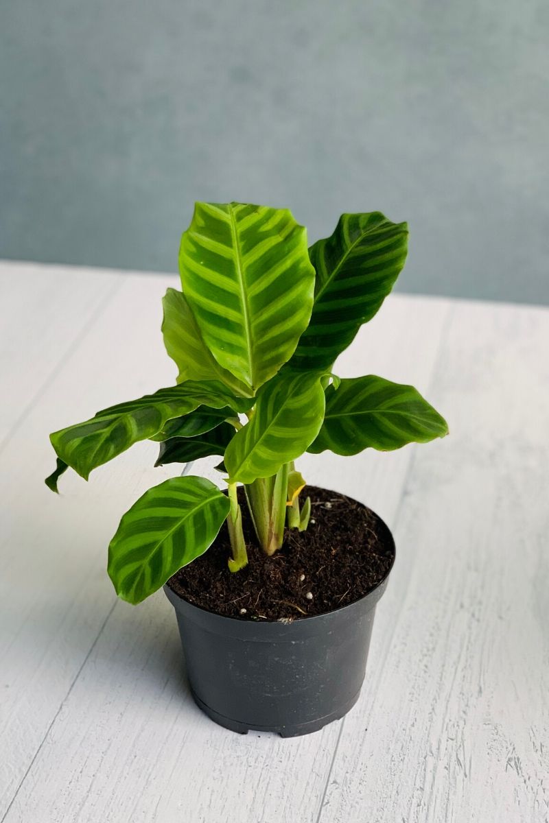 Calathea, Zebrina 6"