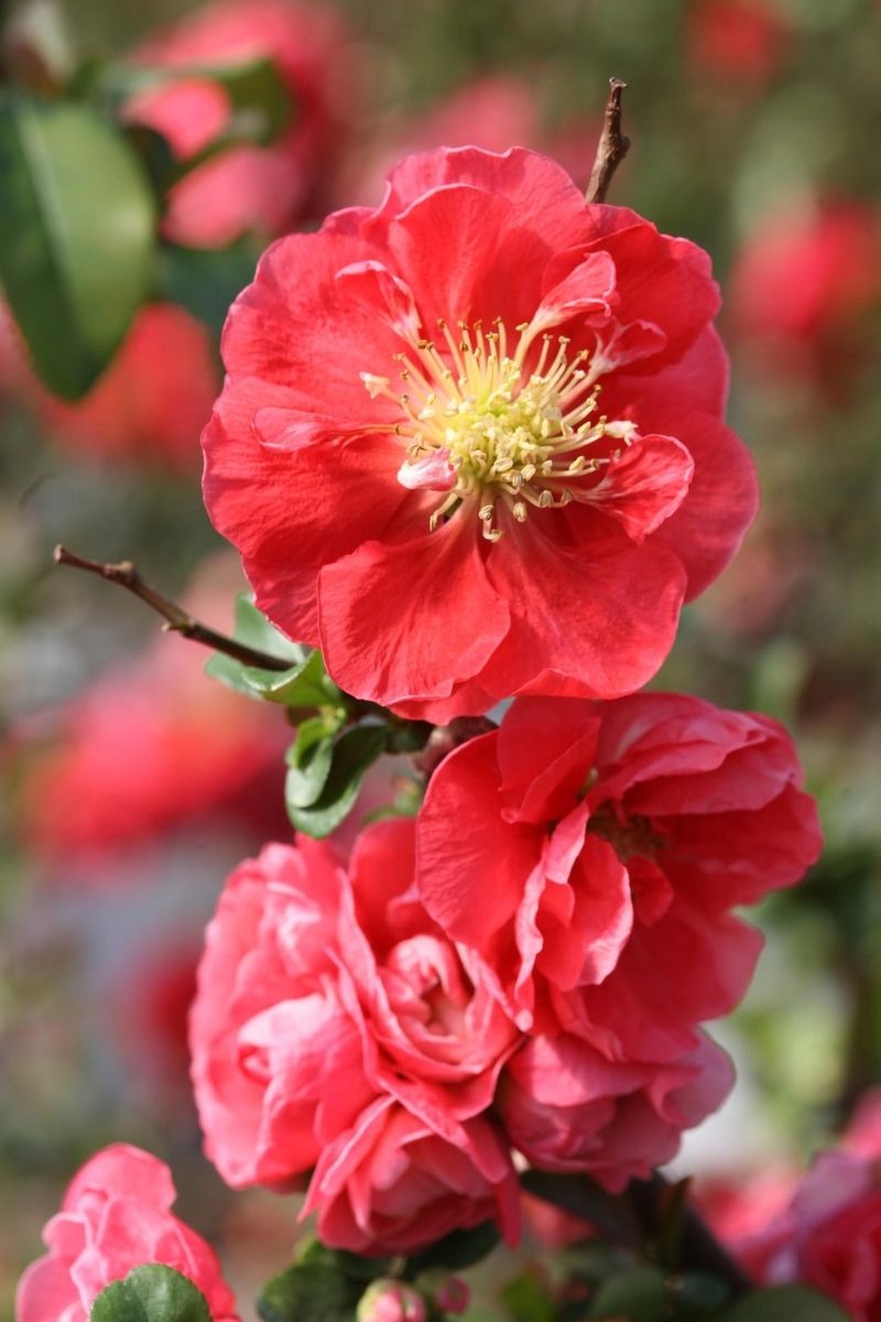 Quince, Dt Pink Storm