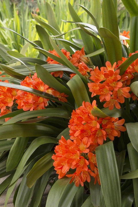 Clivia Belgian Orange Hybrid