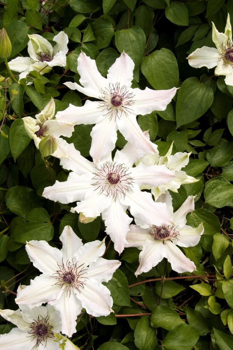 Clematis, Van Fragrant Star