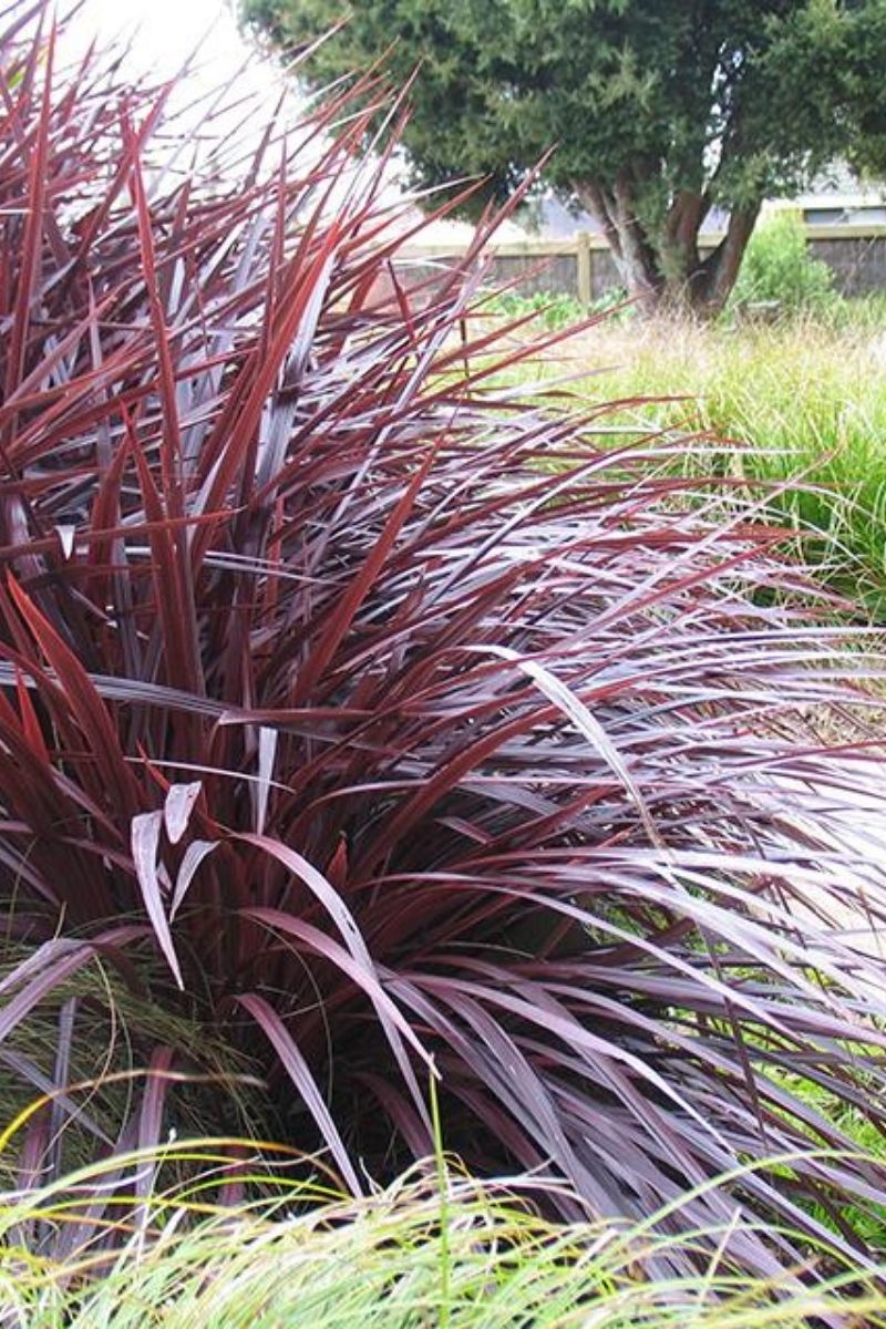 Cordyline Festival Burgundy