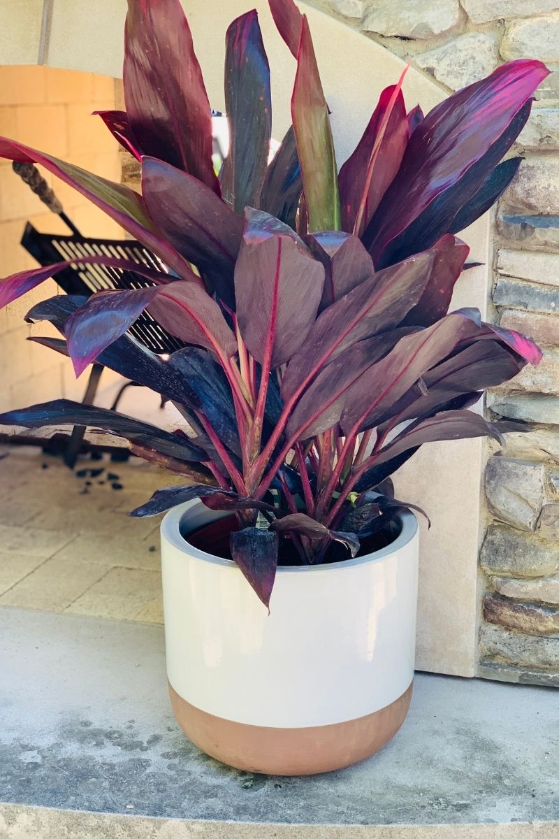 Cordyline, Florica 10"